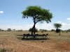 tanzania-7727 tanzania-7727